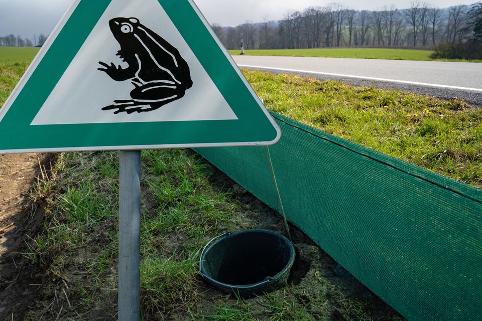 Warnschild und Schutzzaun an einer Straße wegen der Krötenwanderung