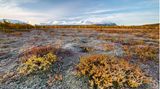 Herbstliche Tundra vor verschneiten Bergen, Abisko Nationalpark