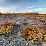 Herbstliche Tundra vor verschneiten Bergen, Abisko Nationalpark