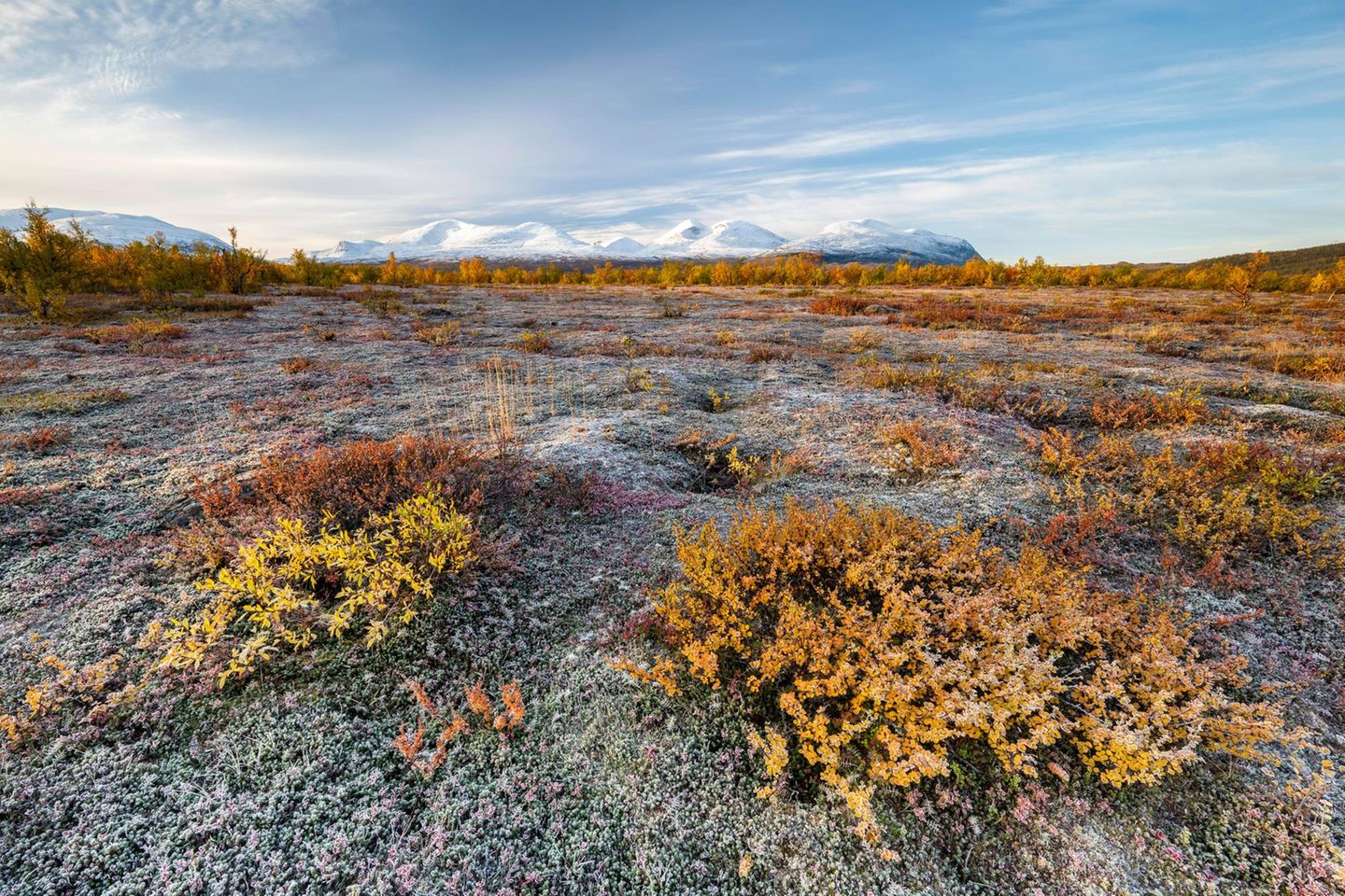 Herbstliche Tundra vor verschneiten Bergen, Abisko Nationalpark