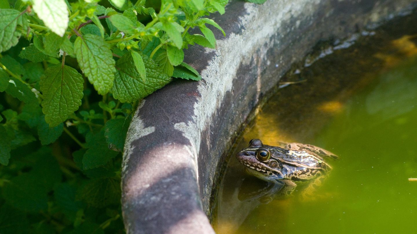 Kröte im Garten Kröte im Garten