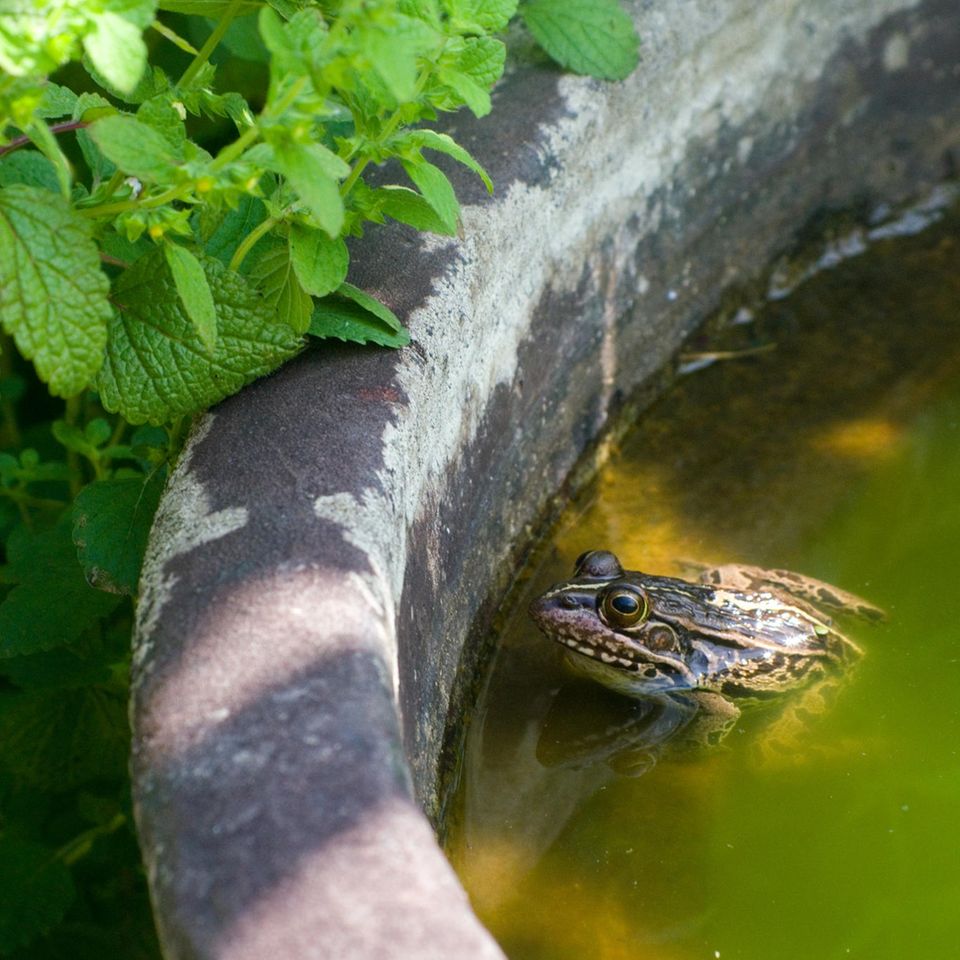 Kröte im Garten