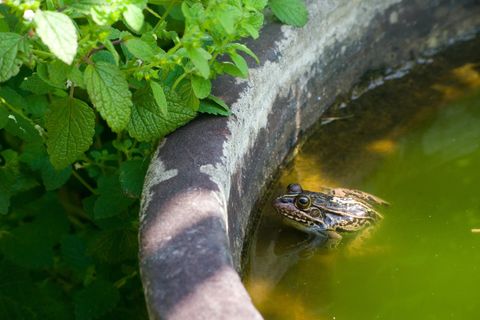 Kröte im Garten