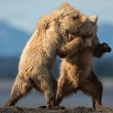 28.02.2022      "Diesen beiden 1.5-jährigen Braunbären wurde es langweilig. Und so begannen sie, auf eine spielerische Art zu kämpfen. Dabei erwecken sie jedoch vielmehr den Eindruck, als ob sie gerade einen Tanz zusammen aufführen."      Ort: Lake Clark National Park, Alaska  Kamera: Nikon D4s mit Nikon 600 mm F4.0, ISO 500, 1/2000s, Blende 5.6  Mehr Fotos von dkphotography.ch