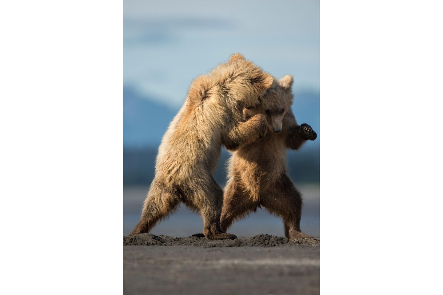 28.02.2022      "Diesen beiden 1.5-jährigen Braunbären wurde es langweilig. Und so begannen sie, auf eine spielerische Art zu kämpfen. Dabei erwecken sie jedoch vielmehr den Eindruck, als ob sie gerade einen Tanz zusammen aufführen."      Ort: Lake Clark National Park, Alaska  Kamera: Nikon D4s mit Nikon 600 mm F4.0, ISO 500, 1/2000s, Blende 5.6  Mehr Fotos von dkphotography.ch