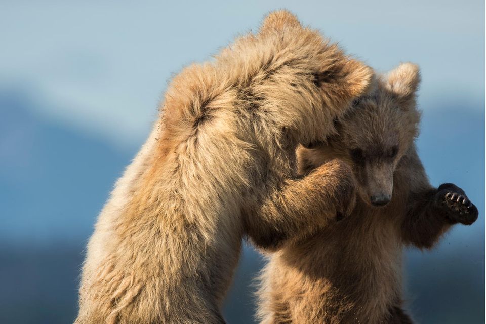 28.02.2022      "Diesen beiden 1.5-jährigen Braunbären wurde es langweilig. Und so begannen sie, auf eine spielerische Art zu kämpfen. Dabei erwecken sie jedoch vielmehr den Eindruck, als ob sie gerade einen Tanz zusammen aufführen."      Ort: Lake Clark National Park, Alaska  Kamera: Nikon D4s mit Nikon 600 mm F4.0, ISO 500, 1/2000s, Blende 5.6  Mehr Fotos von dkphotography.ch