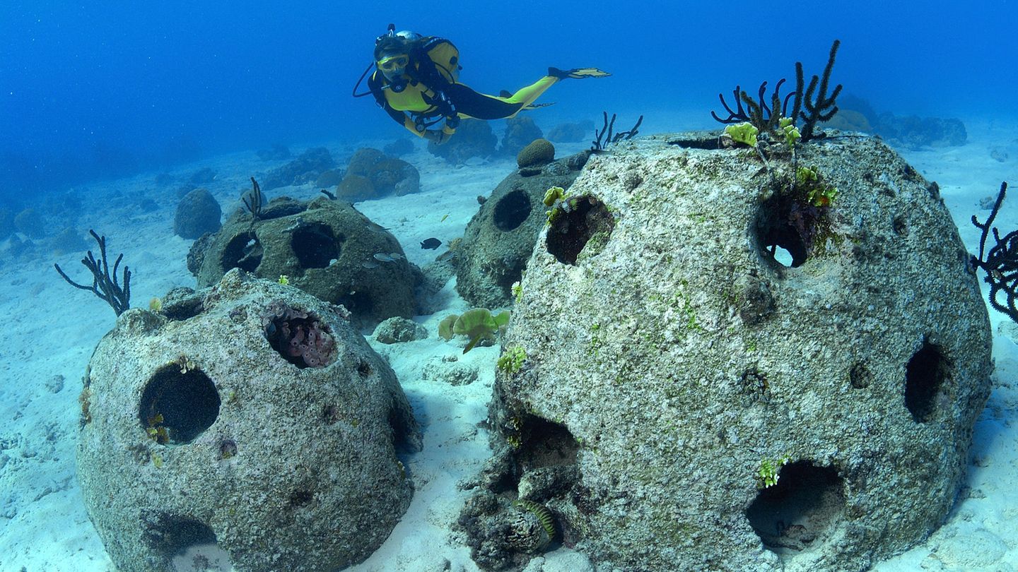 Vor der Karibik-Insel Curaçao ausgebrachte Reef Balls werden von Meeresorganismen in Besitz genommen