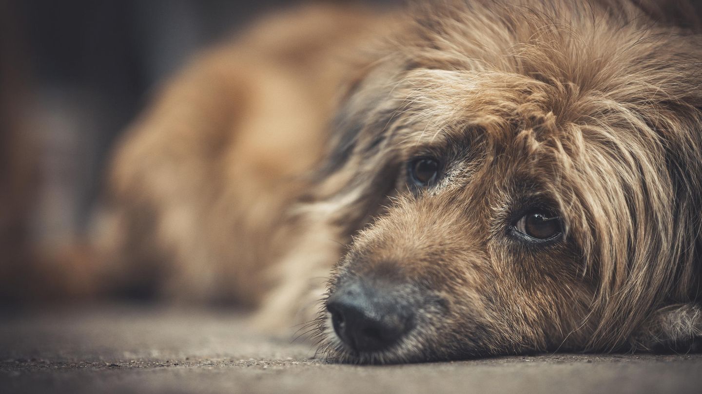 Wenn Hunde einen Spielkameraden verlieren, trauern die meisten von ihnen