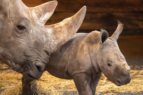 Nashorn-Mutter mit ihrem Jungen im Zoo