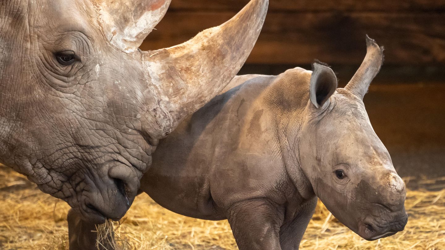 Nashorn-Mutter mit ihrem Jungen im Zoo