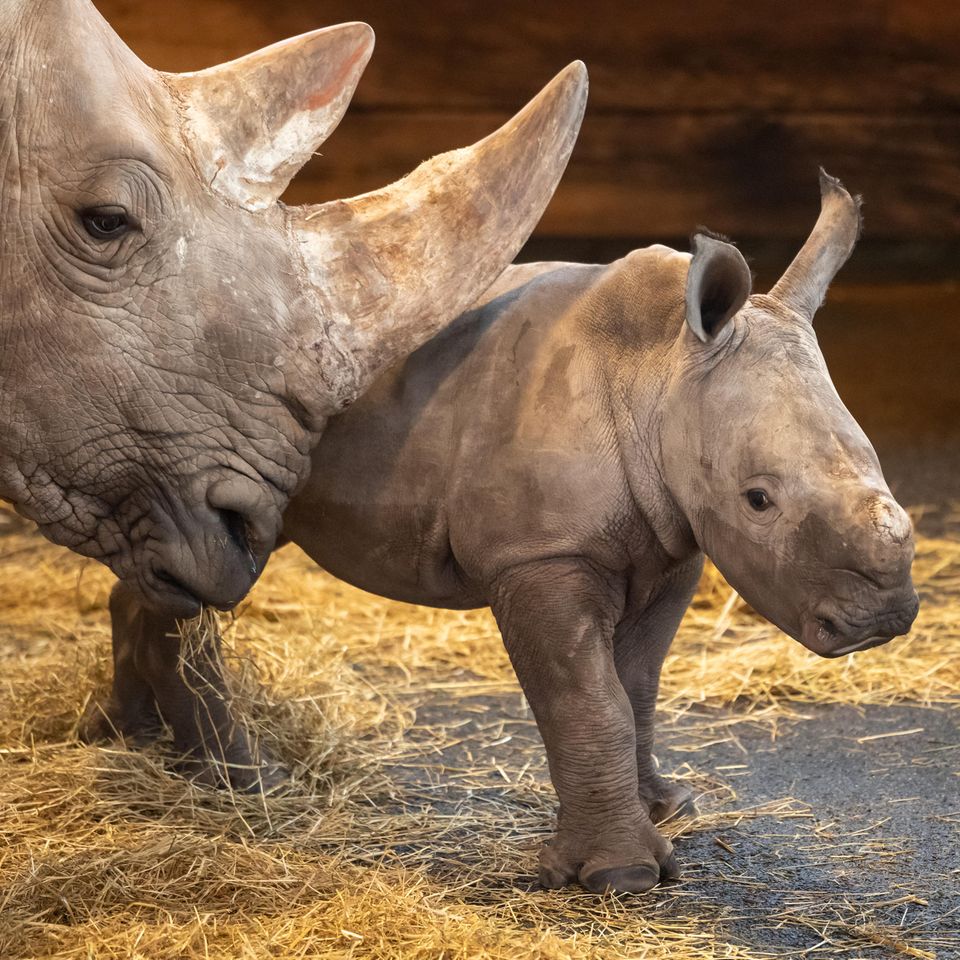 Nashorn-Mutter mit ihrem Jungen im Zoo