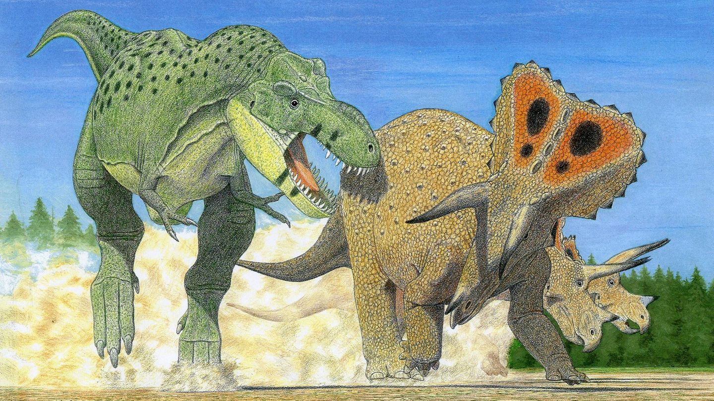 Kampf der Giganten: Die Illustration zeigt einen Tyrannosaurus imperator beim Angriff auf einen Triceratops horridus