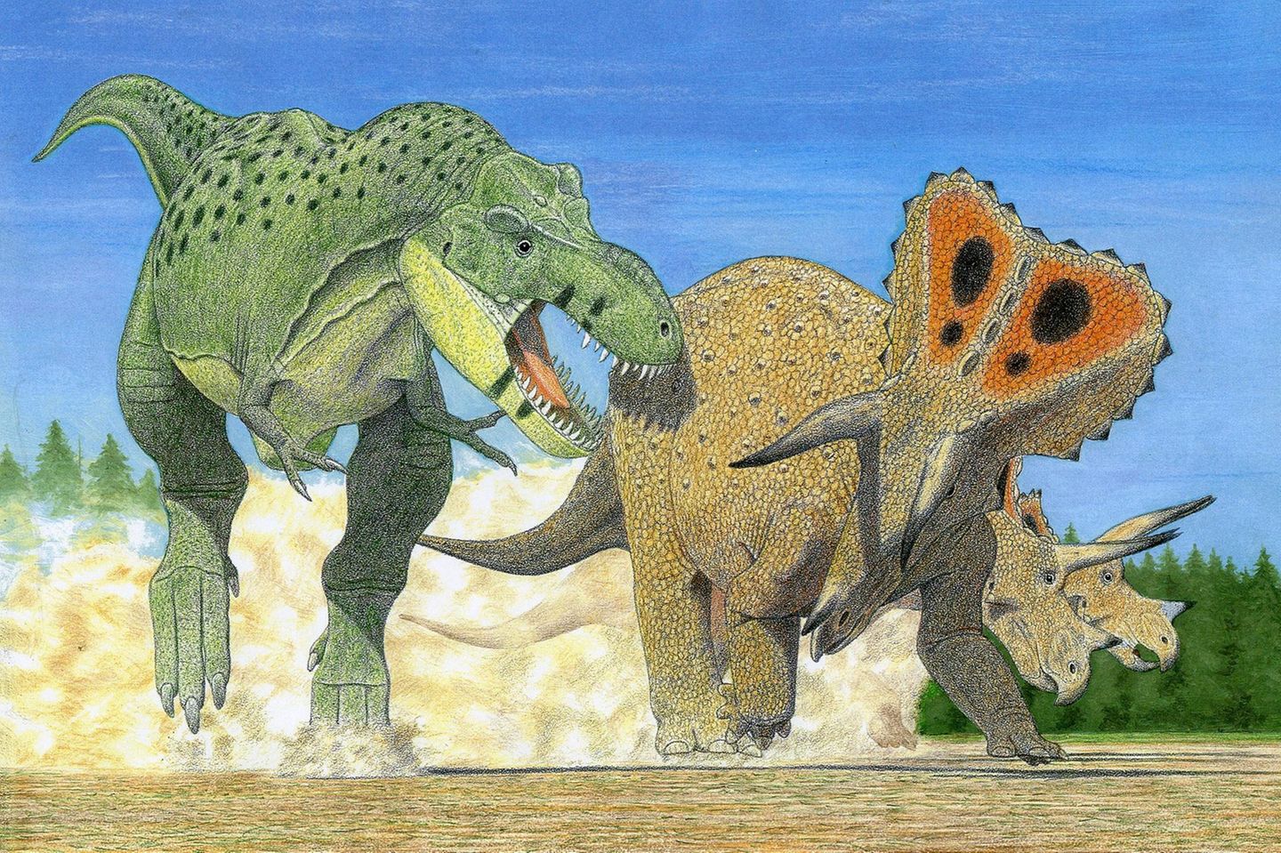 Kampf der Giganten: Die Illustration zeigt einen Tyrannosaurus imperator beim Angriff auf einen Triceratops horridus