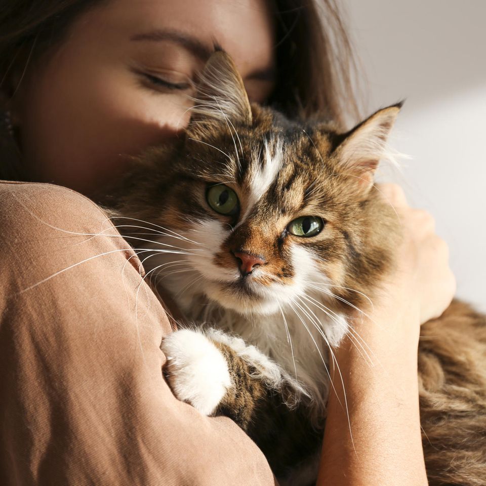 Tierhaarallergien: Wenn schmusen nicht mehr möglich ist: Was Tierhalter über Allergene wissen sollten