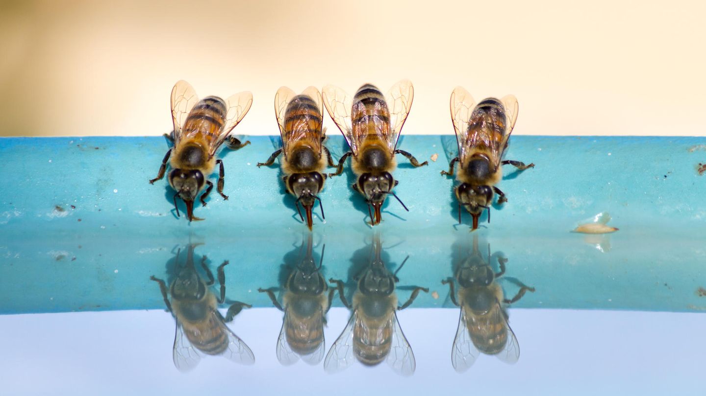 Bienen beim Trinken: Die Urahnen unserer Westlichen Honigbiene stammen aus Asien