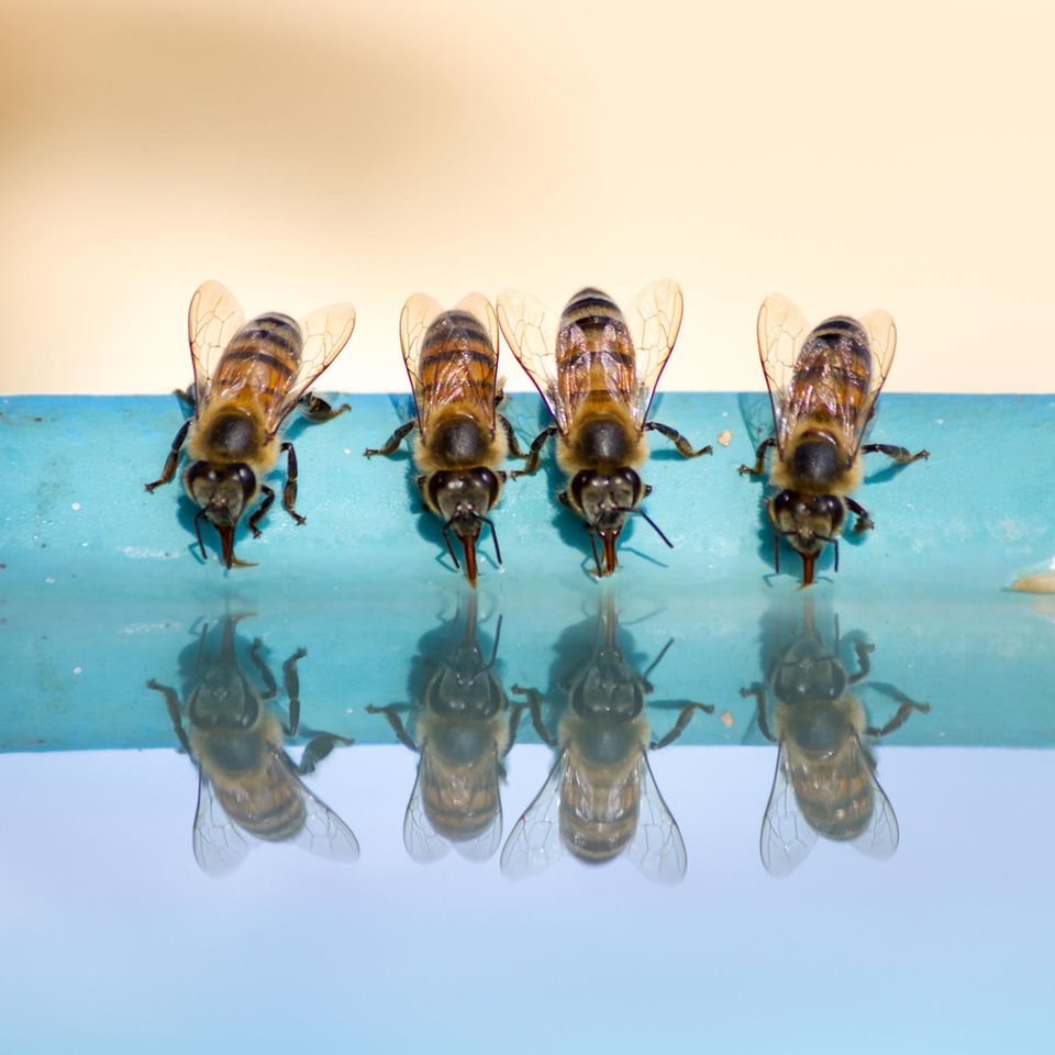 Bienen beim Trinken: Die Urahnen unserer Westlichen Honigbiene stammen aus Asien