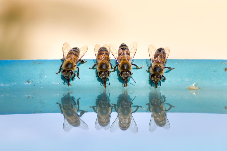 Bienen beim Trinken: Die Urahnen unserer Westlichen Honigbiene stammen aus Asien
