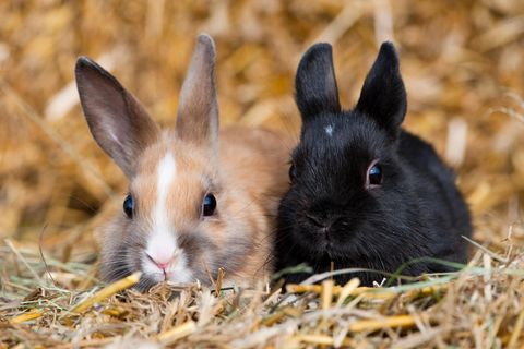 Zwei junge Zwergkaninchen sitzen nebeneinander auf Strohballen