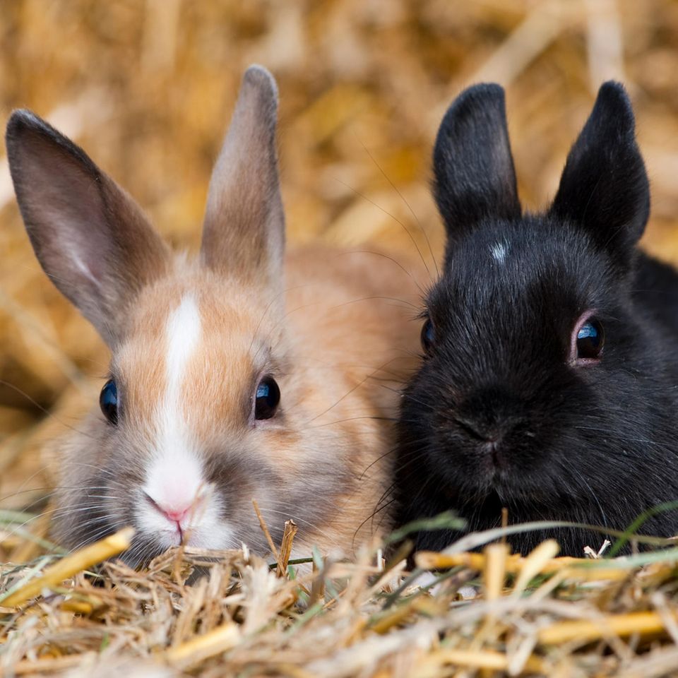 Zwei junge Zwergkaninchen sitzen nebeneinander auf Strohballen