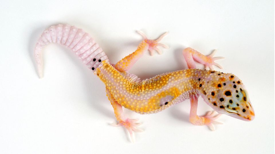 Der Enigma-Leopardgecko gilt als Qualzucht Der Enigma-Leopardgecko gilt als Qualzucht