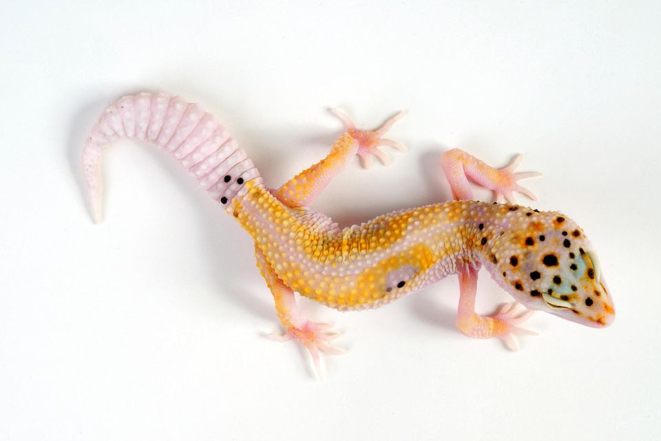 Der Enigma-Leopardgecko gilt als Qualzucht