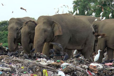 Wilde Elefanten suchen auf einer offenen Mülldeponie im Dorf Pallakkadu im Bezirk Ampara nach Nahrung