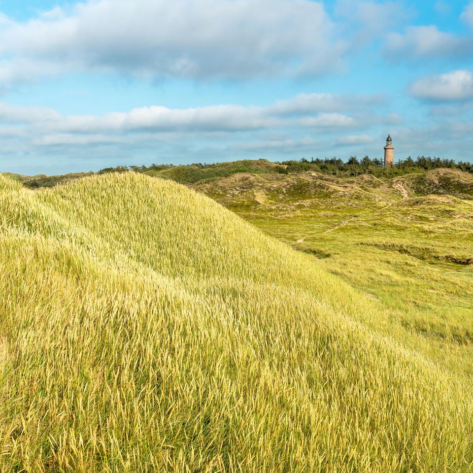 Dünenlandschaft im Nationalpark Thy mit Leuchtturm im Hintergrund