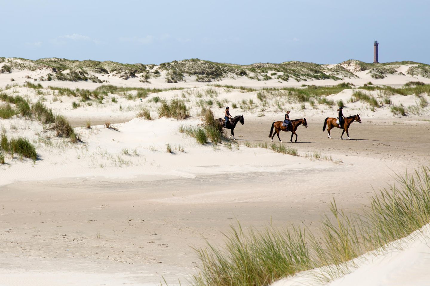 Drei Reiterinnen auf Pferde in den Dünen von Thy