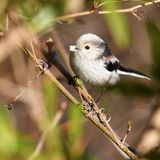 Eine Schwanzmeise sitzt auf einem Ast