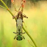 Ein Libellenschlupf, der kopfüber von einem Ast hängt