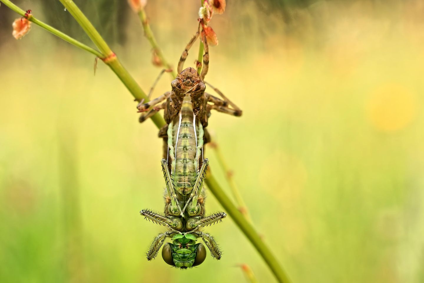 Ein Libellenschlupf, der kopfüber von einem Ast hängt Ein Libellenschlupf, der kopfüber von einem Ast hängt