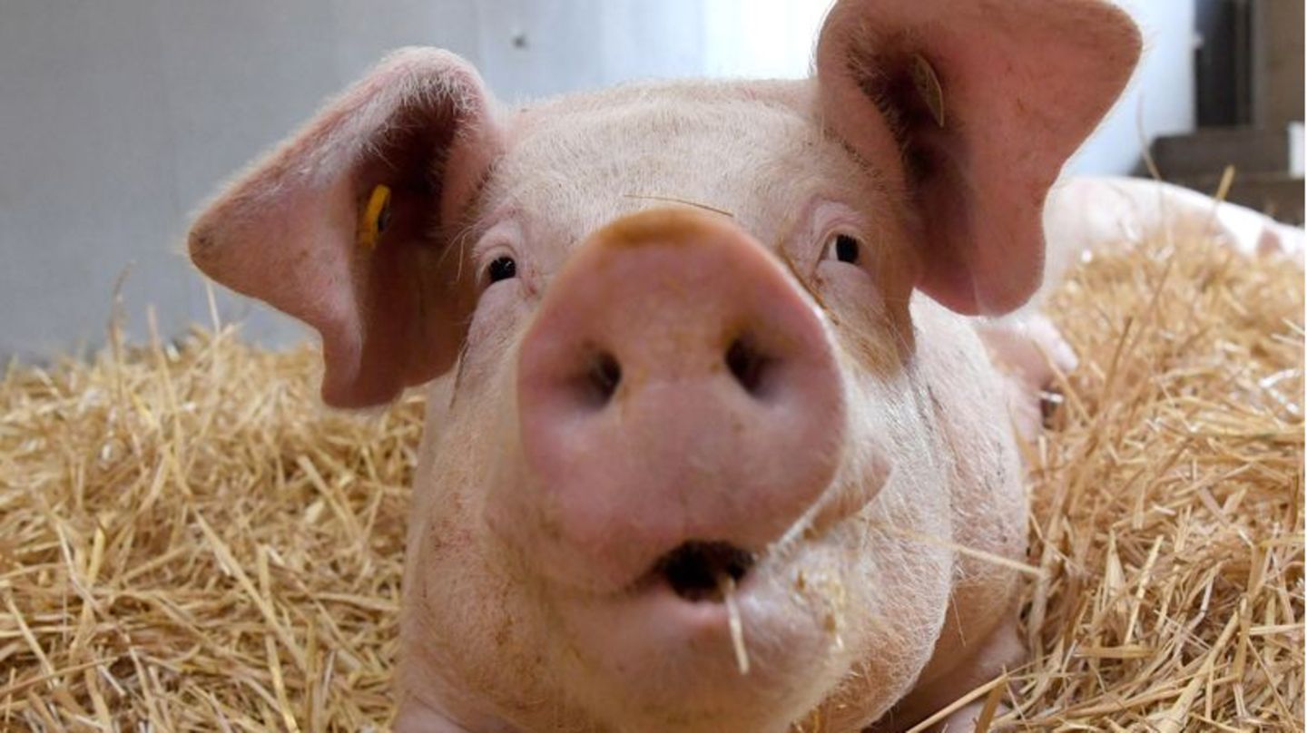Schwein im Stroh
