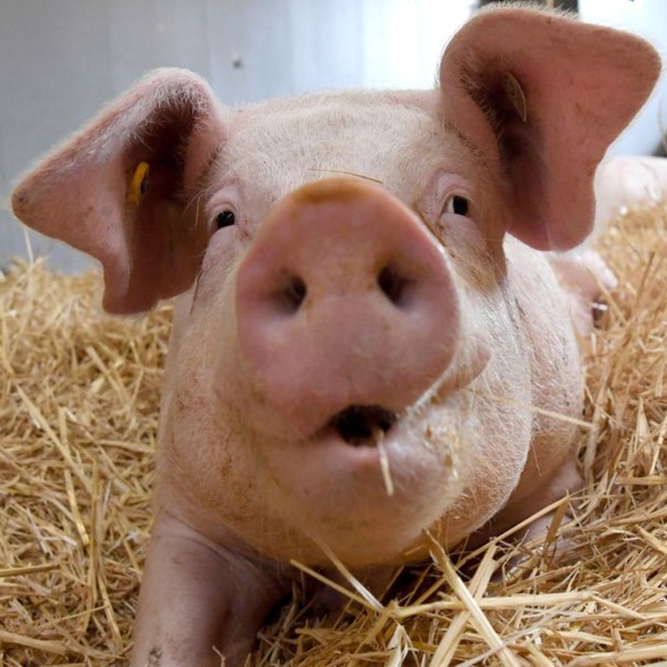 Schwein im Stroh