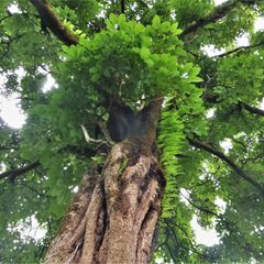 Schefflera-Baumriese