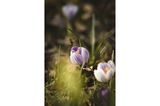 08.03.2022      "Auf dem Bild zeichnen sich die Vorboten des Frühlings ab, bei frostigen Temperaturen und dem doch herrlichen Sonnenstrahlen lassen sich in schwierigen Zeiten auch Lichtblicke gewinnen. Außerdem soll hiermit die Besonderheit des Naturschauspiels gezeigt werden. Der Blick auf den Boden und den damit verbunden neuen kleinen Erlebnissen sollte uns nicht erspart bleiben."      Ort: Schneverdingen  Kamera: Canon 250D mit dem Objektiv EF 50mm 1:1.4 Aufgenommen mit einer Blendenzahl von 1.6 und einer Belichtungszeit von 1/1600