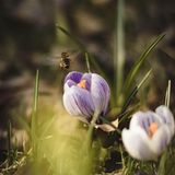 08.03.2022      "Auf dem Bild zeichnen sich die Vorboten des Frühlings ab, bei frostigen Temperaturen und dem doch herrlichen Sonnenstrahlen lassen sich in schwierigen Zeiten auch Lichtblicke gewinnen. Außerdem soll hiermit die Besonderheit des Naturschauspiels gezeigt werden. Der Blick auf den Boden und den damit verbunden neuen kleinen Erlebnissen sollte uns nicht erspart bleiben."      Ort: Schneverdingen  Kamera: Canon 250D mit dem Objektiv EF 50mm 1:1.4 Aufgenommen mit einer Blendenzahl von 1.6 und einer Belichtungszeit von 1/1600
