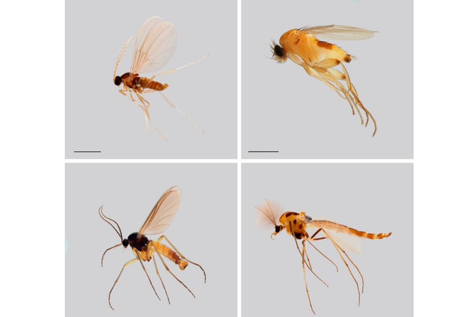 Vertreter ausgewählter Insektenfamilien der "Dark Taxa", die im Rahmen der Studie untersucht wurden (von oben links nach unten rechts): Cecidomyiidae, Phoridae, Sciaridae, und Chironomidae