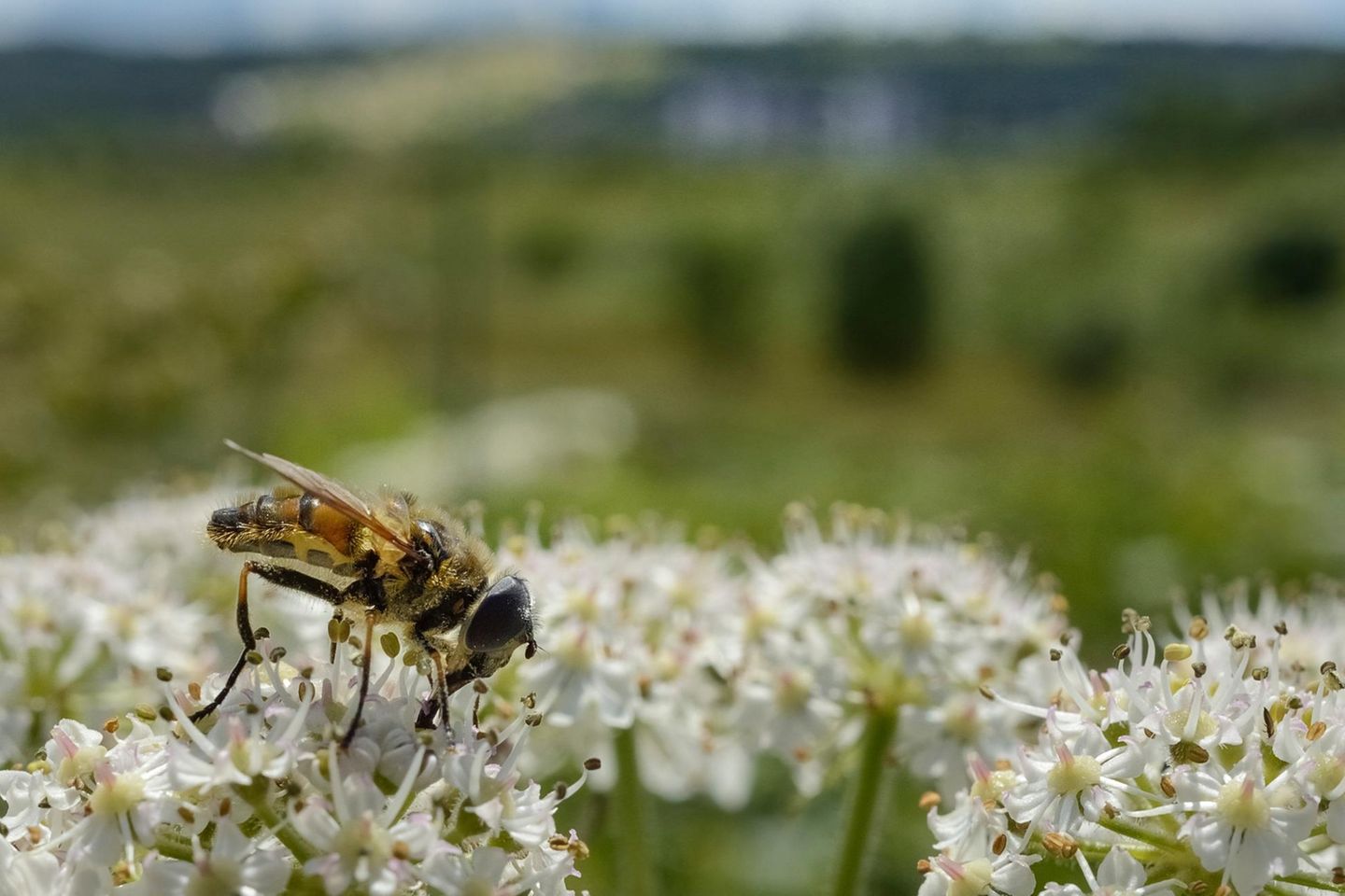 Eine Biene sitzt auf einer weißen Blüte