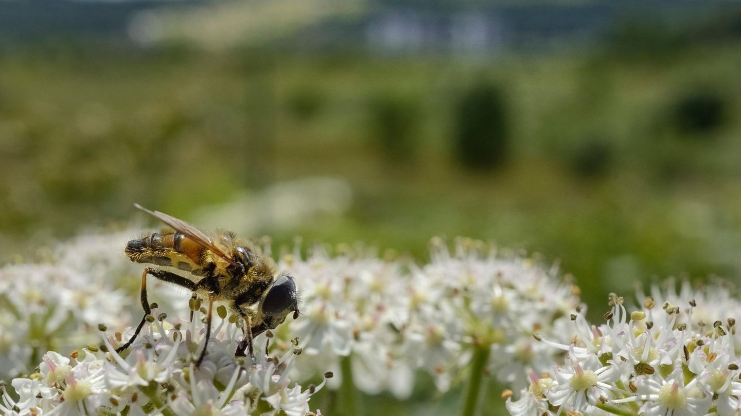 Eine Biene sitzt auf einer weißen Blüte