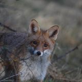 09.03.2022      "Ein Rotfuchs schaut aus dem Dickicht direkt in die Kamera. Eine schöne Begegnung am Rande eines Wanderweges im Untertaunus."      Kamera: Canon EOS 5D Mark IV Objektiv 150-600mm  Mehr Fotos von Clemens Brand