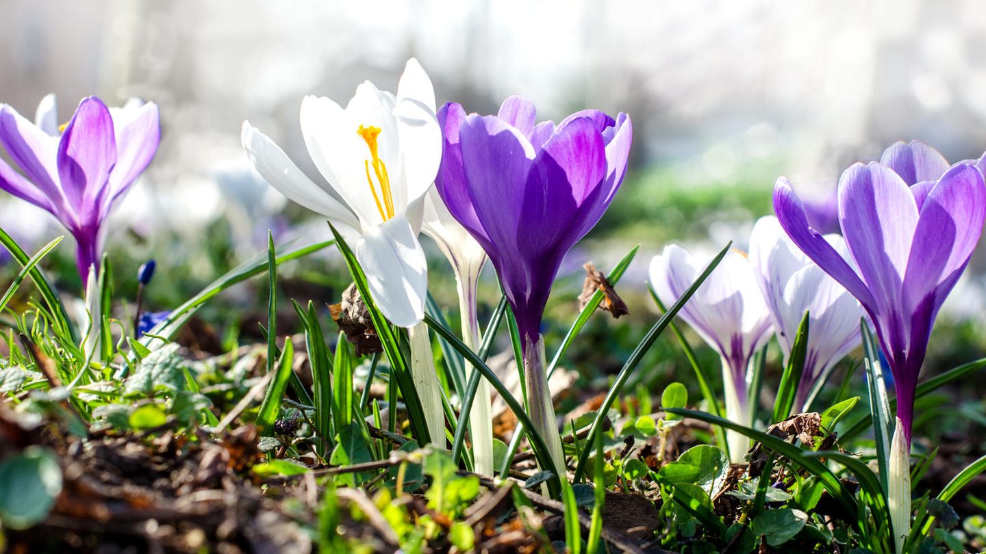 Weiße und lila Krokusse auf einer Wiese in der Sonne