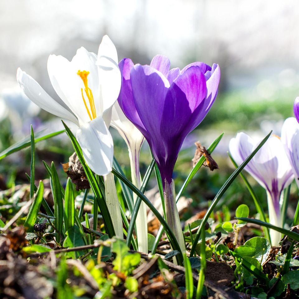 Weiße und lila Krokusse auf einer Wiese in der Sonne