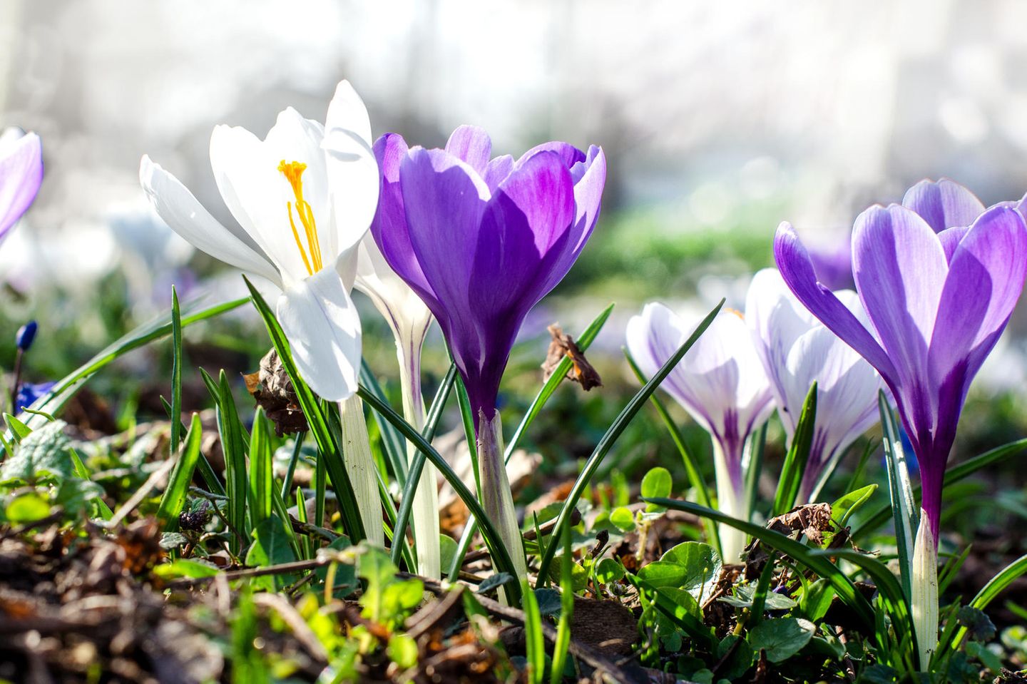 Weiße und lila Krokusse auf einer Wiese in der Sonne