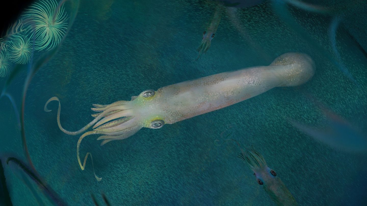 Syllipsimopodi bideni