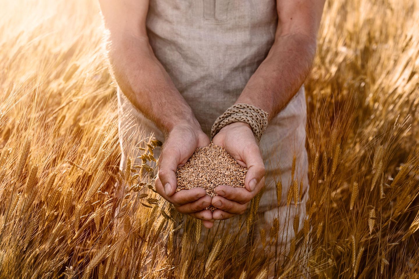 Eine Person steht in einem Weizen fällt und hält Weizen in ihren Händen