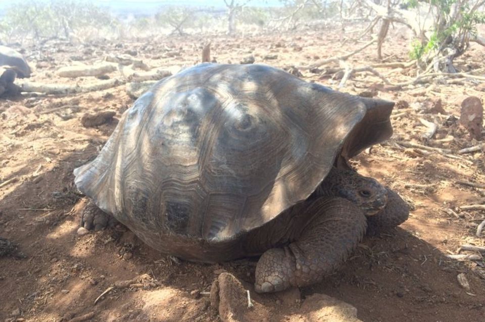 Riesenschildkröte auf den Galápagos-Inseln