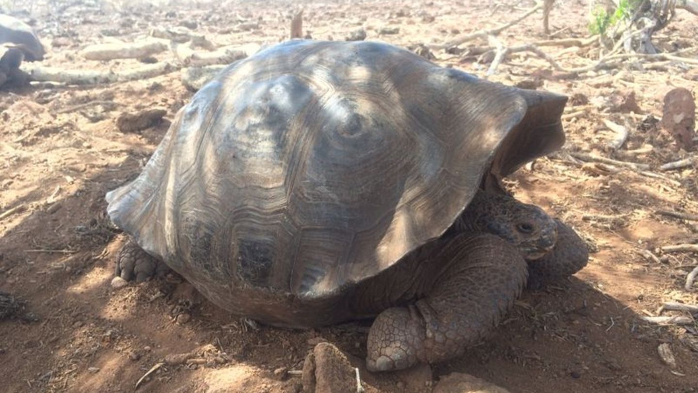 Riesenschildkröte auf den Galápagos-Inseln