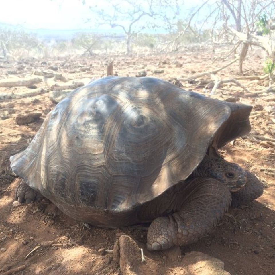 Riesenschildkröte auf den Galápagos-Inseln