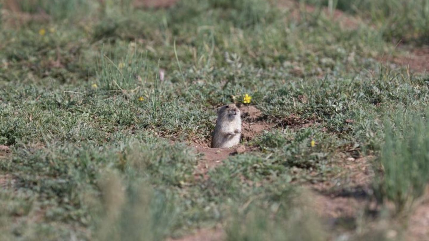 Mongolische Wühlmaus guckt aus ihrem Bau