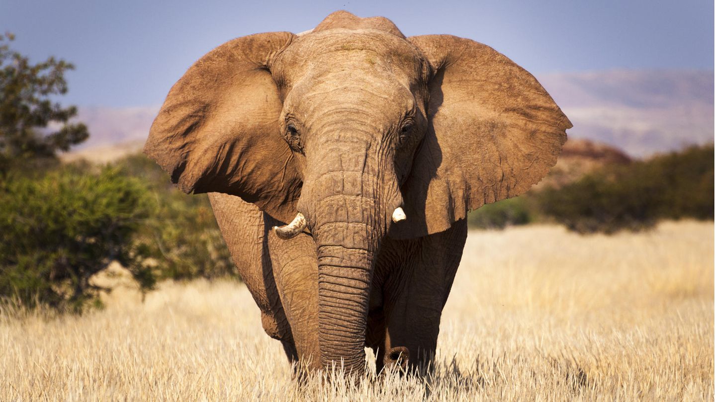 Elefant steht in der Savanne von Namibia